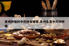 <b>������ֲ����ҩ������Щ,����������ҩ����ֲ</b>