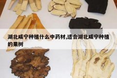 <b>����������ֲʲô��ҩ��,�ʺϺ���������ֲ�Ĺ���</b>