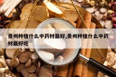 <b>������ֲʲô��ҩ�����,������ֲʲô��ҩ����ó�</b>