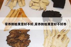 <b>�����̰�Ԣ��ò���,�����̰�Ԣ��ò�����</b>