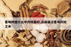 <b>³����ֲʲô��ҩ�����,��������³��ҩ��֮��</b>