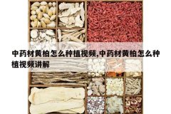 <b>��ҩ�Ļư���ô��ֲ��Ƶ,��ҩ�Ļư���ô��ֲ��Ƶ����</b>