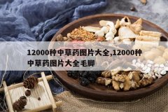 <b>12000���в�ҩͼƬ��ȫ,12000���в�ҩͼƬ��ȫë��</b>