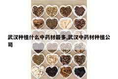 <b>�人��ֲʲô��ҩ�����,�人��ҩ����ֲ��˾</b>