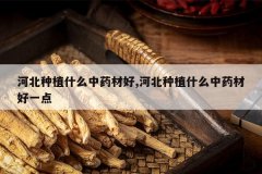 <b>�ӱ���ֲʲô��ҩ�ĺ�,�ӱ���ֲʲô��ҩ�ĺ�һ��</b>