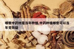 <b>��Щ��ҩ���ǵ�����ֲ,��ҩ��ֲ��Щ���Ե����Ч��</b>