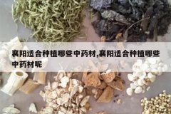 <b>�����ʺ���ֲ��Щ��ҩ��,�����ʺ���ֲ��Щ��ҩ����</b>