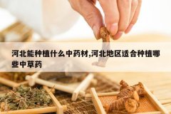 <b>�ӱ�����ֲʲô��ҩ��,�ӱ������ʺ���ֲ��Щ�в�ҩ</b>