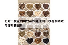 <b>��Ҷһ֦���Ĺ�Ч������,��Ҷһ֦���Ĺ�Ч�����ú�ͼƬ</b>