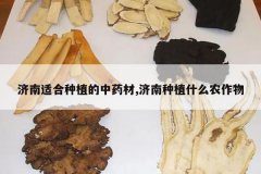 <b>�����ʺ���ֲ����ҩ��,������ֲʲôũ����</b>