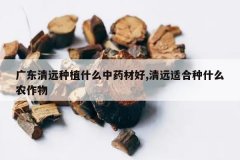 <b>�㶫��Զ��ֲʲô��ҩ�ĺ�,��Զ�ʺ���ʲôũ����</b>