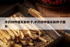 <b>��ҩ����ֲʯ������,��ҩ����ֲʯ������ͼƬ</b>