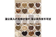 <b>�ѹ�Ӣ��ҩ�Ǹ�����Ҷ,�ѹ�Ӣ����������</b>