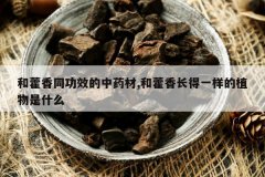 <b>��޽��ͬ��Ч����ҩ��,��޽�㳤��һ����ֲ����ʲô</b>