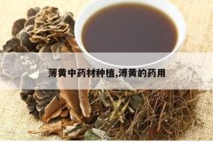 <b>������ҩ����ֲ,�߻Ƶ�ҩ��</b>