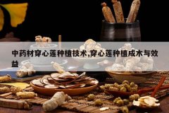 <b>��ҩ�Ĵ�������ֲ����,��������ֲ��ľ��Ч��</b>