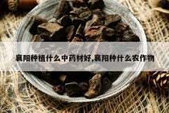 <b>������ֲʲô��ҩ�ĺ�,������ʲôũ����</b>