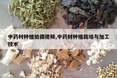 <b>��ҩ����ֲ������Ƶ,��ҩ����ֲ������ӹ�����</b>