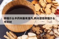 <b>��ֲʲô��ҩ������Ǳ��,�Ĵ��ʺ���ֲʲô��ҩ��</b>