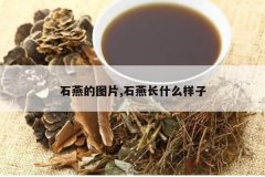 <b>ʯ���ͼƬ,ʯ�೤ʲô����</b>