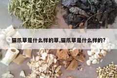 <b>èצ����ʲô���Ĳ�,èצ����ʲô����?</b>