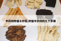 <b>��ҩ����ֲС����,��ֲ��ҩ�ĵļ�������</b>