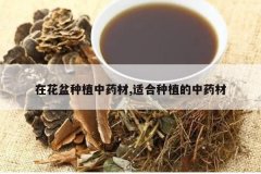 <b>�ڻ�����ֲ��ҩ��,�ʺ���ֲ����ҩ��</b>