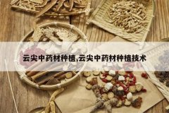 <b>�Ƽ���ҩ����ֲ,�Ƽ���ҩ����ֲ����</b>