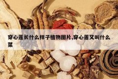 <b>��������ʲô����ֲ��ͼƬ,�������ֽ�ʲô��</b>