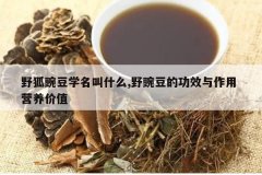 <b>Ұ���㶹ѧ����ʲô,Ұ�㶹�Ĺ�Ч������ Ӫ����ֵ</b>