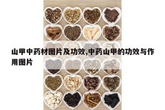 <b>ɽ����ҩ��ͼƬ����Ч,��ҩɽ�׵Ĺ�Ч������ͼƬ</b>