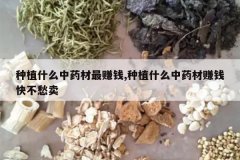 <b>��ֲʲô��ҩ����׬Ǯ,��ֲʲô��ҩ��׬Ǯ�첻����</b>