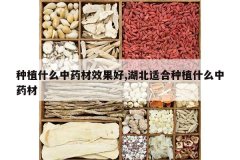 <b>��ֲʲô��ҩ��Ч����,�����ʺ���ֲʲô��ҩ��</b>