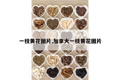 <b>һ֦�ƻ�ͼƬ,���ô�һ֦�ƻ�ͼƬ</b>