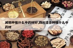 <b>������ֲʲô��ҩ�ĺ�,�Ĵ��ʺ���ֲʲô��ҩ��</b>