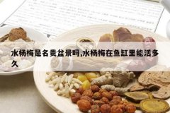 <b>ˮ��÷�������辰��,ˮ��÷��������ܻ���</b>