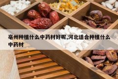 <b>������ֲʲô��ҩ�ĺ���,�ӱ��ʺ���ֲʲô��ҩ��</b>