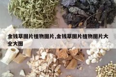 <b>��Ǯ��ͼƬֲ��ͼƬ,��Ǯ��ͼƬֲ��ͼƬ��ȫ��ͼ</b>