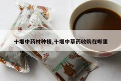 <b>ʮ����ҩ����ֲ,ʮ���в�ҩ�չ�������</b>