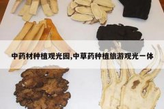 <b>��ҩ����ֲ�۹�԰,�в�ҩ��ֲ���ι۹�һ��</b>