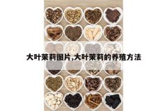 <b>��Ҷ����ͼƬ,��Ҷ�������ֳ����</b>