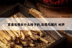 <b>����ʯ�೤ʲô���ӵ�,ʯ����ͼƬ ����</b>