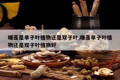 <b>˯���ǵ���Ҷֲ�ﻹ��˫��Ҷ,˯������Ҷֲ�ﻹ��˫��Ҷֲ���</b>