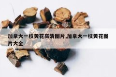 <b>���ô�һ֦�ƻ�����ͼƬ,���ô�һ֦�ƻ�ͼƬ��ȫ</b>