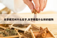 <b>��é���ֽ�ʲô����,��é����ʲô����ֲ��</b>