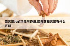 <b>����֥Ƭ�Ĺ�Ч������,����֥����֥��ʲô����</b>