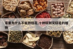 <b>����Ϊʲô�����ֹ�,ʮ����������լ��ֲ��</b>