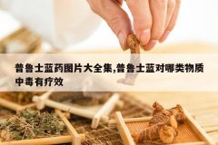 <b>��³ʿ��ҩͼƬ��ȫ��,��³ʿ�������������ж�����Ч</b>